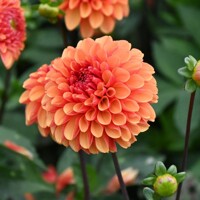 Dahlia American Sunset