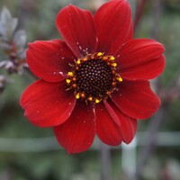 Dahlia Bishop of Auckland