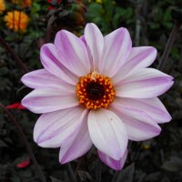 Dahlia Bishop of Leicester