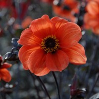 Dahlia Bishop of Oxford