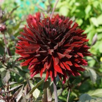 Dahlia Black Jack