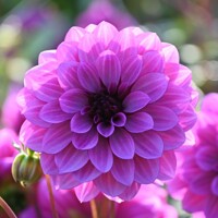 Dahlia Blue Bell