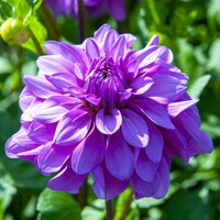 Dahlia Bluetiful