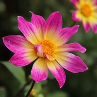 Dahlia Bright Eyes
