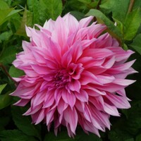 Dahlia Cafe au Lait Rose