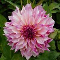 Dahlia Cafe au Lait Royal