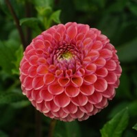 Dahlia Caitlins Joy