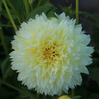 Dahlia Fubuki Canary