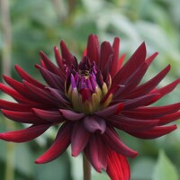 Dahlia Chat Noir