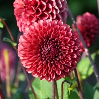 Dahlia Copperboy