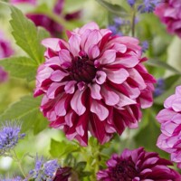 Dahlia Cranberry Classic