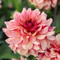 Dahlia Creme de Cognac