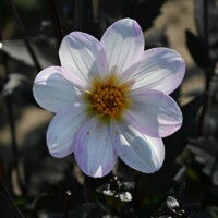 Dahlia Dahlegria White