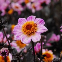 Dahlia Dark Angel American Pie