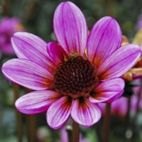 Dahlia Dark Angel Pretty Woman