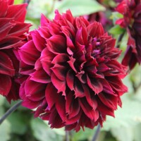 Dahlia Fubuki Dark