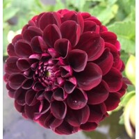 Dahlia Dark Spirit