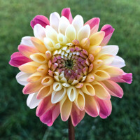 Dahlia Double Jill