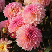 Dahlia Esli