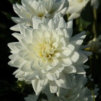 Dahlia Eternal Show