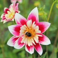 Dahlia Fashion Monger