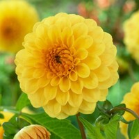 Dahlia Golden Scepter