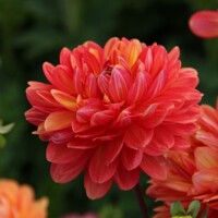 Dahlia Graceland