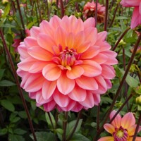 Dahlia Great Silence