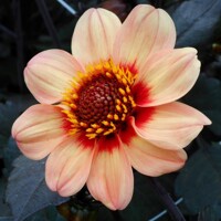 Dahlia Happy Single First Love