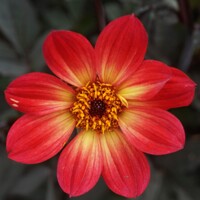 Dahlia Happy Single Flame