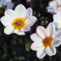 Dahlia Happy Single Princess