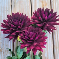 Dahlia Hollyhill Dark Beauty