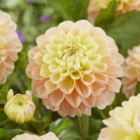 Dahlia Honey Dew