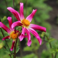 Dahlia Honka Roze