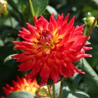 Dahlia Karma Bon Bini
