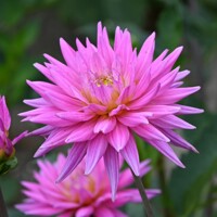 Dahlia Karma Pink Corona