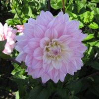 Dahlia Karma Prospero