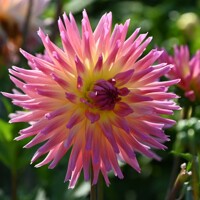 Dahlia Karma Sangria