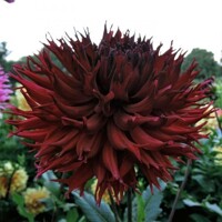 Dahlia Kenora Macop B