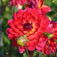 Dahlia Kilburn Glow