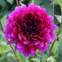 Dahlia Le Baron