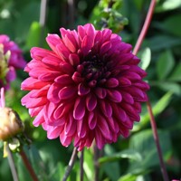 Dahlia Lilac Bull