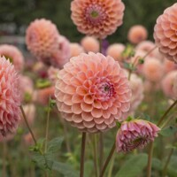 Dahlia Lindas Baby