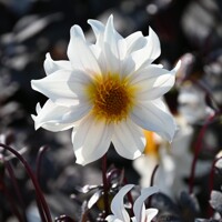 Dahlia Little Swan