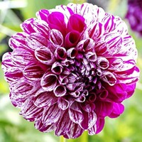 Dahlia Marble Ball