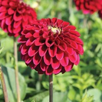 Dahlia Maroon Fox
