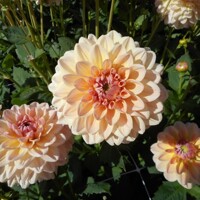 Dahlia Maya