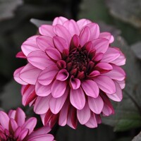 Dahlia Melissa Anna Marijeke