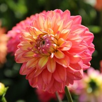 Dahlia Melody Allegro