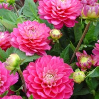 Dahlia Melody Allegro Pink
